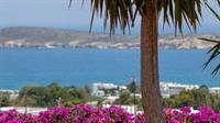 Aloe Paros Suites And Studios 드리오스 외부 사진